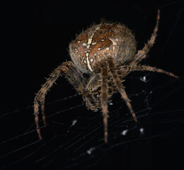orb spider in close up in macro
