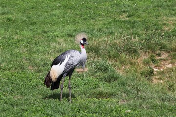 Grey crowned crane in the nature
