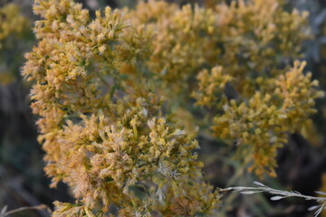 Utah desert brush, closeup