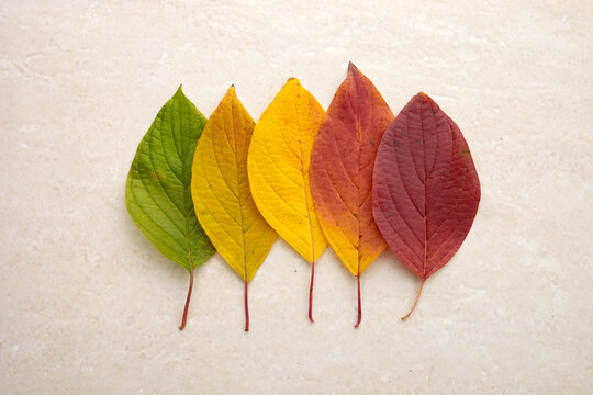 Autumn leaves laid out from green to red on a travertine background. The concept of changing the season.