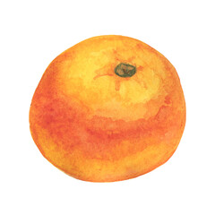 Whole orange watercolor illustration. Juicy ripe citrus.
