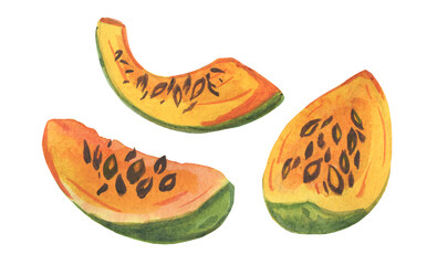 Slices of pumpkin, melon watercolor illustration. Vegetables fruits.