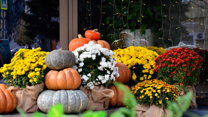 .On the eve of Halloween. Pumpkins and bouquets of autumn chrysonhemums are displayed at the window.