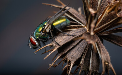 Macro close up of a fly