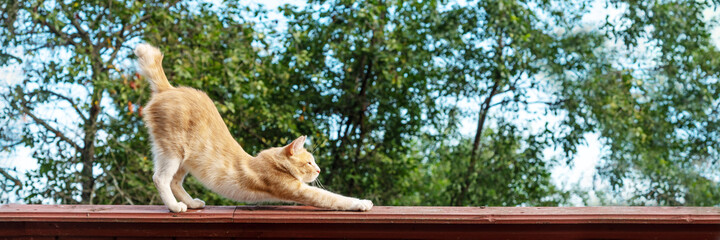 Orange cat stretching outdoors, side view of ginger kitty standing on high fence. Domestic fluffy...
