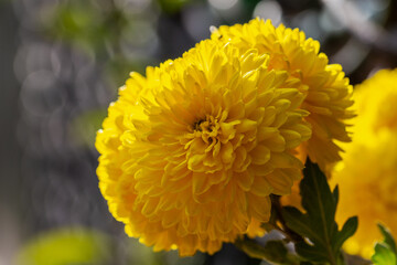Beautiful photos of bright autumn flowers. Macro photography. Chrysanthemums.