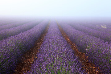 Plakat Frankreich, Provence, Alpes-de-Haute-Provence: Lavendelfeld im Morgennebel auf dem Palteau de Valensole