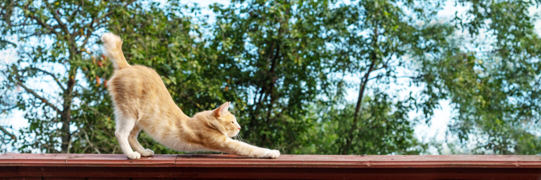 Orange cat stretching outdoors, side view of ginger kitty standing on high fence. Domestic fluffy feline animal spending time outside. Furry kitten against greet trees clear sky, rustic area, banner - Powered by Adobe