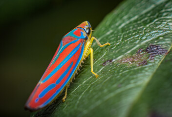 Macro close up of a candy-striped leafhopper insect on a leaf