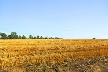 Dry straw macro shot. Background or Texture