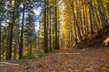autumn scenery in the mountains
