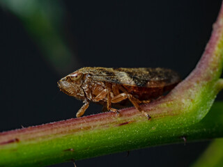 Cicada sitting on plant stem