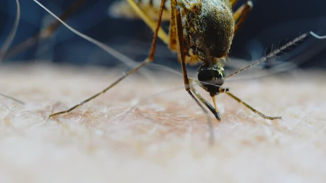 Mosquito biting human and sucking blood macro shot.