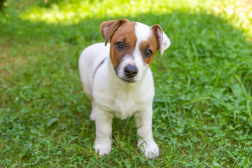 Jack Russell Terrier puppy on grass. Puppy Jack Russell Terrier plays in the bright green carpet closeup. Favorite pet