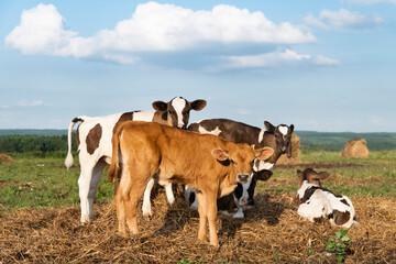 Fototapeta na wymiar calves on a pasture