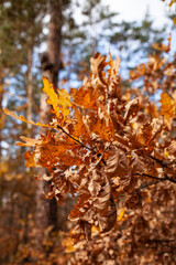autumn in the forest