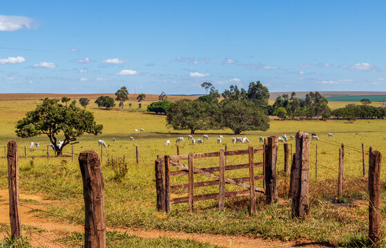Fazenda com gado no pasto.