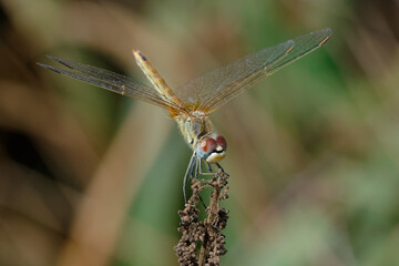 Female Red-veined darter (Sympetrum fonscolombii)