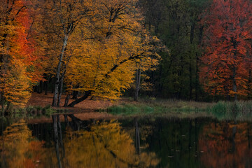 Autumn landscape. Colorful fairy trees and small in the autumn forest.