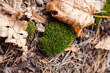 green moss on the ground