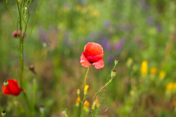 red poppy in the field