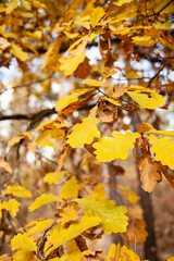 autumn leaves in the park