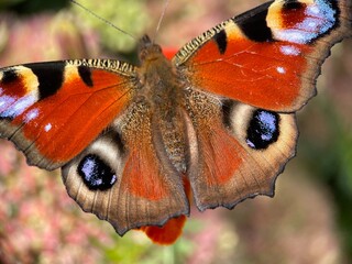 admiral butterfly
