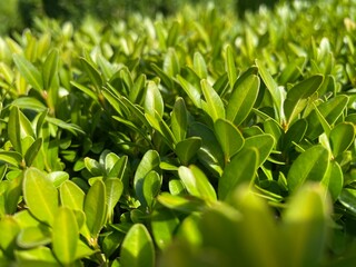 green leaves background