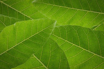 Green leaf background abstract of nature