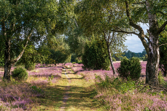 Feldweg durch die S&uuml;dheide bei Lutterloh