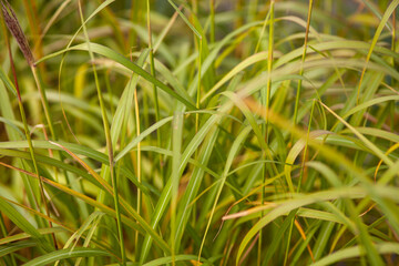 green grass background