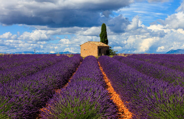 Frankreich, Provence, Alpes-de-Haute-Provence: Bruchsteinhaus im Lavendelfeld auf dem Palteau de Valensole
