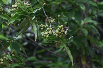 The hanging pods are as beautiful as the green mosaic with greenery blur background