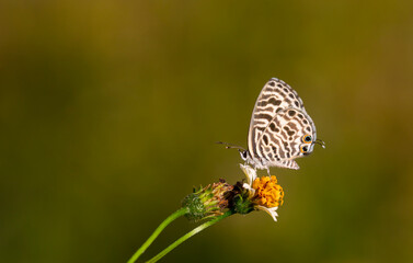 green background zebra pattern butterfly