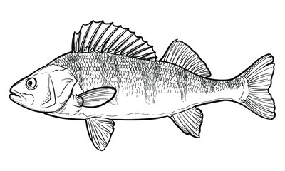 Hand-drawn Perch. Black and white. Vector sketch of a fish isolated on a white background.