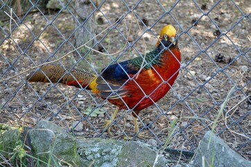 Golden pheasant in the zoo in the aviary. Beautiful multicolored bird. 