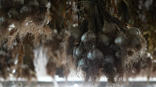 Bunches of garlic hanging to dry.