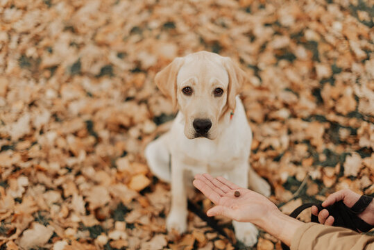 little labrador puppy sitting in an autumn park among yellow leaves