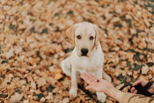 little labrador puppy sitting in an autumn park among yellow leaves