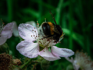 bee on flower
