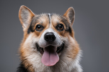 Joyful cardigan doggy with opened mouth against gray background