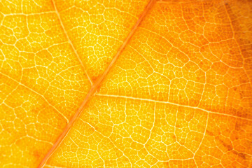 Macro photo of autumn foliage. yellow leaf texture background