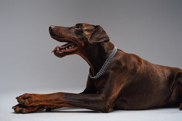 Lying down doberman dog with collar against gray background