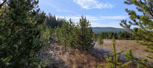 Fototapeta premium The morning frost froze the trees. Everything is covered in ice. Trees stand in ice armor.