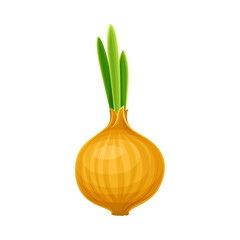 Ripe Onion Bulb as Vegetable and Healthy Raw Food and Garden Cultivar Closeup Vector Illustration
