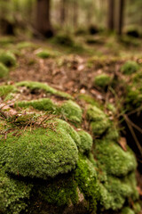 moss on the tree