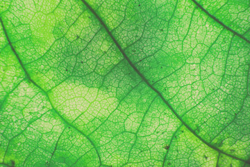 Naklejka na ściany i meble Macro photo of autumn foliage. green leaf texture background