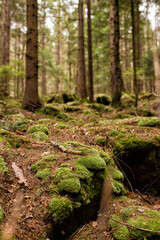 moss covered tree