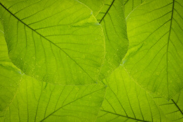 Naklejka na ściany i meble Green leaf background abstract of nature