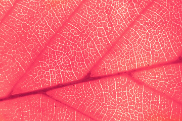 Naklejka na ściany i meble Macro photo of autumn foliage. pink leaf texture background